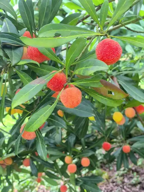 杨梅杨梅,西山白杨梅