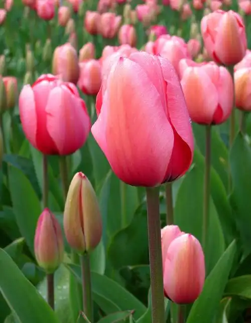 郁金香要长多久开花(郁金香要长多久开花结果)