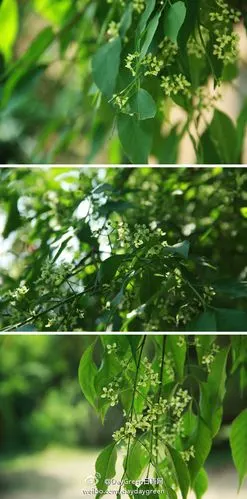 花开时节,清香四溢.