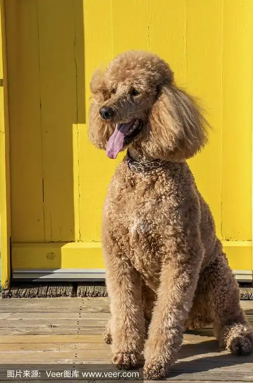 巨型贵宾犬在黄色门前摆姿势.