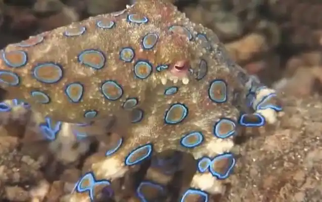 蓝环章鱼是什么动物