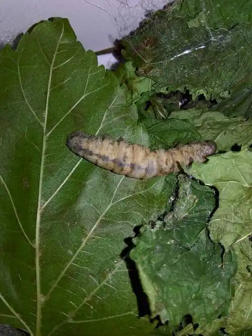 蚕宝宝这是怎么了