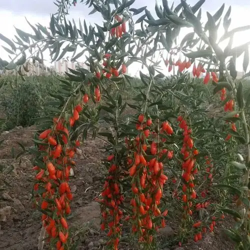 宁夏608枸杞苗销售 科杞608枸杞苗