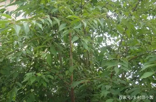 深山里的珍稀植物——暴马子,这东西治咳嗽和老年哮喘可管用了