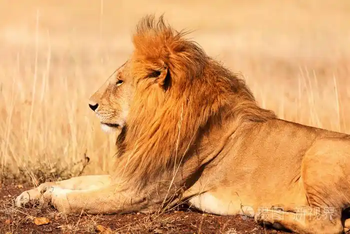 在马赛马拉的雄狮