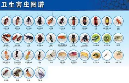 展开全部 火甲虫