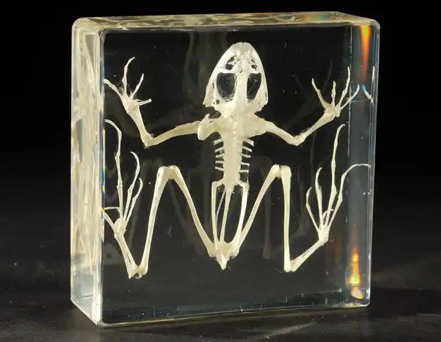 生物教育标本青蛙骨架 - buy frog skeleton,life science education