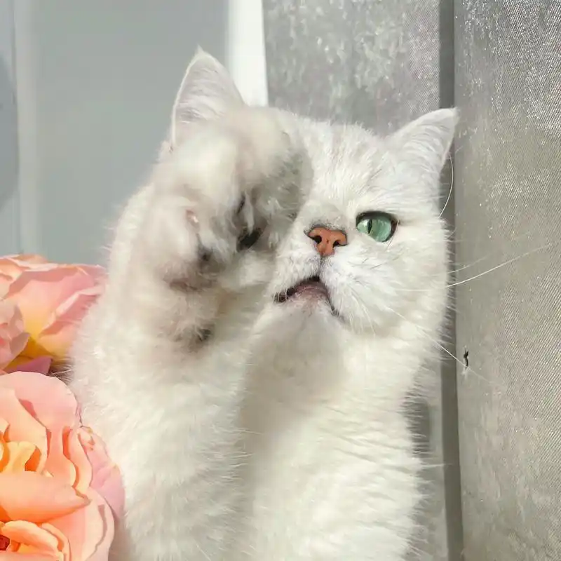 可以申请做你的头像嘛.#萌宠出道计划 #银渐层 #抖in萌宠 - 抖音