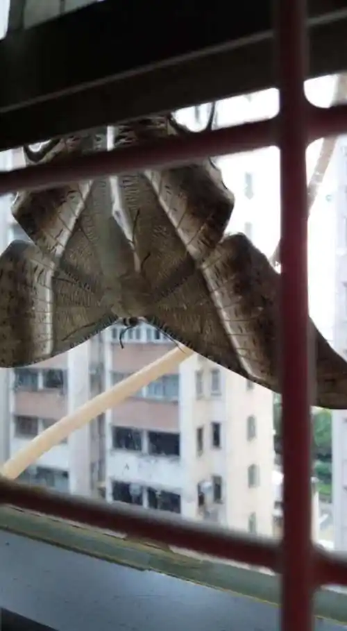 超大一只飞蛾停留6小时「想闯进家里」 他吓呆:从没见过那麼大的