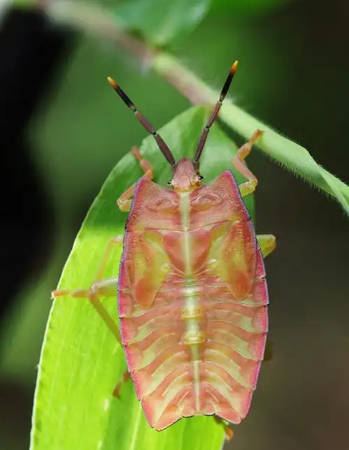 新手论坛 > 正文 zszsaa2010-09-09 11:24 1楼 若虫,即幼虫,未成虫.