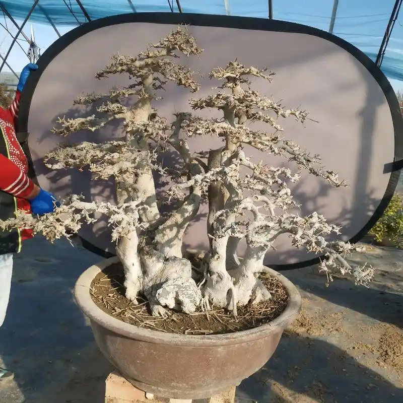 老桩盆景 #对节白蜡盆景#原创作品 #盆景艺术  - 抖音