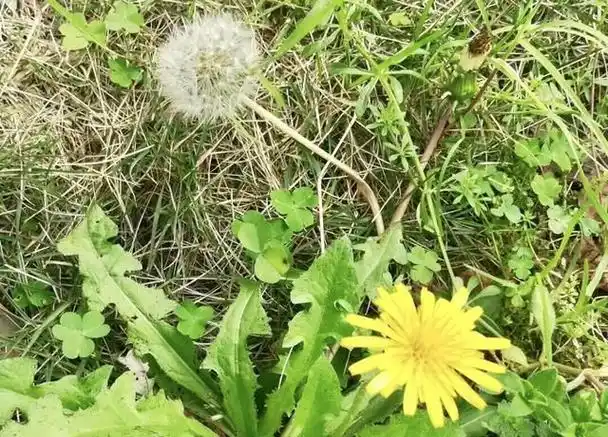 它是假的蒲公英,只要记住这几点就能区分