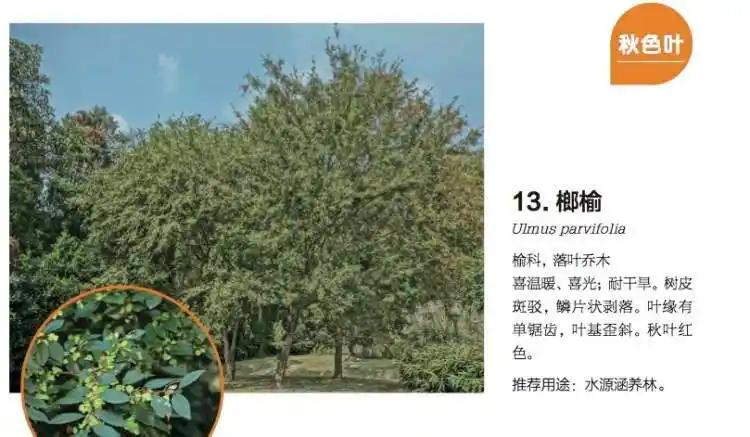 乌桕的名字竟然和乌鸦有关,来认识一下我们身边会变色的乡土树种