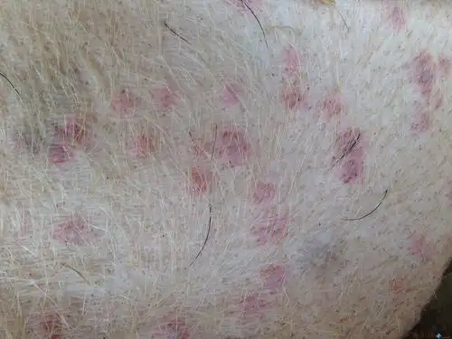 养猪疾病问答猪身上红疹