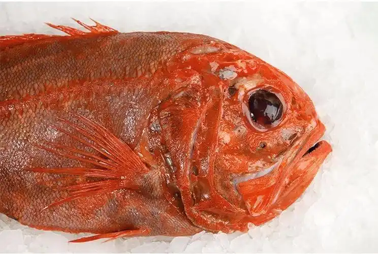 海识市场销售火爆的长寿鱼是什么鱼