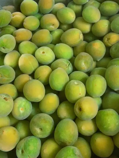 别把酸梅泡酒了脆梅也太好吃了