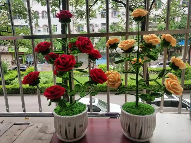 玫瑰盆栽