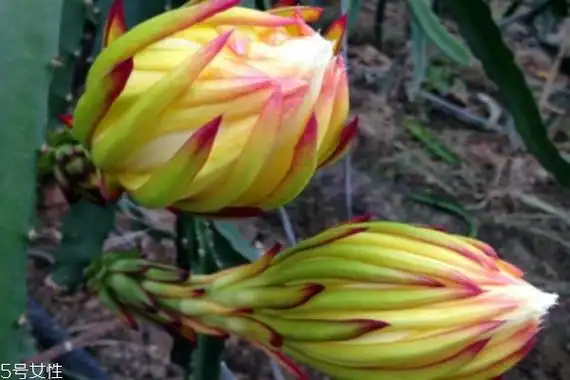 什么是霸王花呢霸王花有什么作用呢