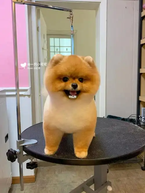 博美  #博美犬美容  #博美造型  #博美纯手剪  #博美犬