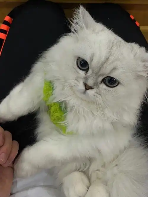 金吉拉跟长毛银渐层有什么不一样呢