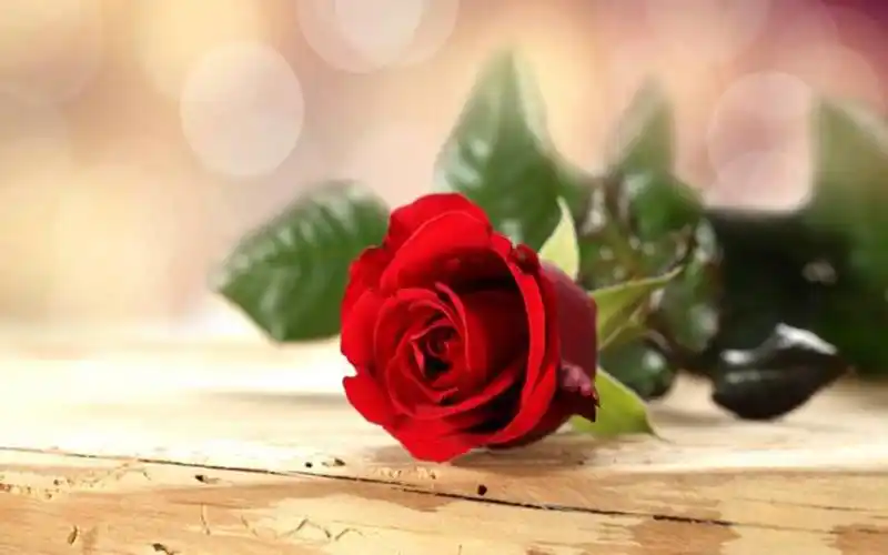 浪漫520精美玫瑰花图片桌面壁纸
