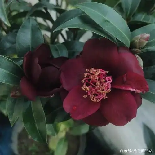 罕见,稀有,美丽,黑化的极品茶花,你认识几种呢?