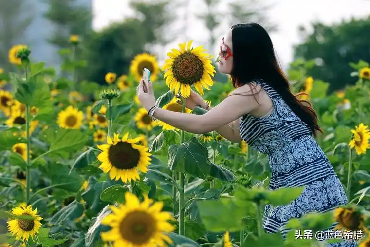 向日葵图片唯美女生版(向日葵花田人像怎么拍自然好看) - 赤虎壹号