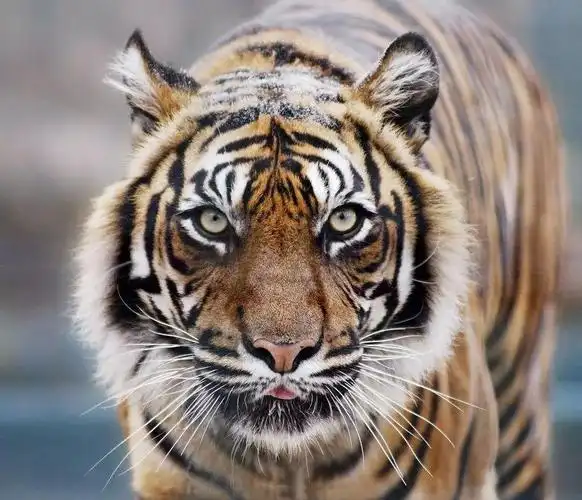 马戏团的虎动物园的虎野生之老虎权成