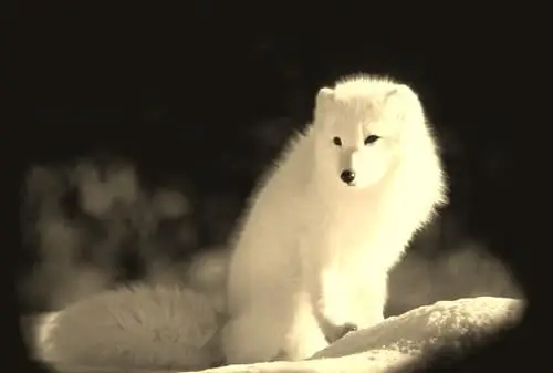 男子因哭亡妻感动了狐仙,狐仙化身美女与他再续前缘|王秋|白狐|妻子