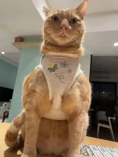 给橘猫做衣服,结果太小了,穿上后还以为是袋鼠!_肌肉