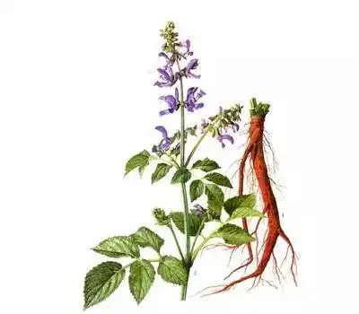 护心保肝丹参泡茶真的有奇效吗