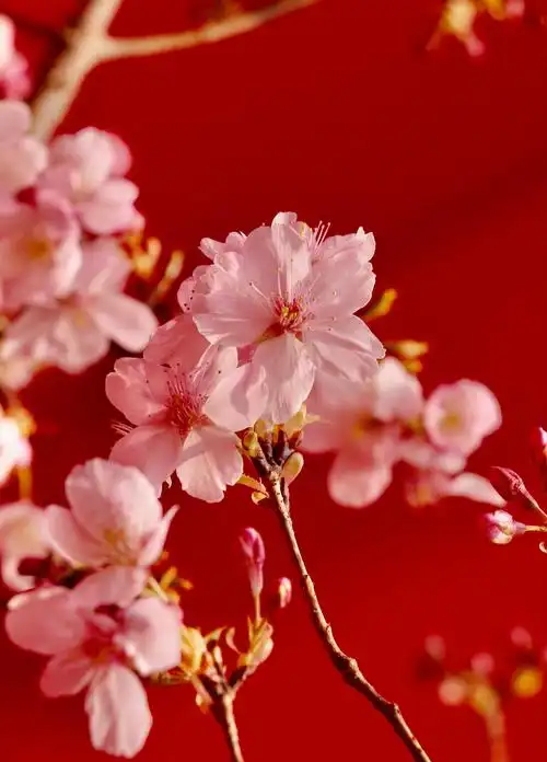 春日唯美樱花风光意境
