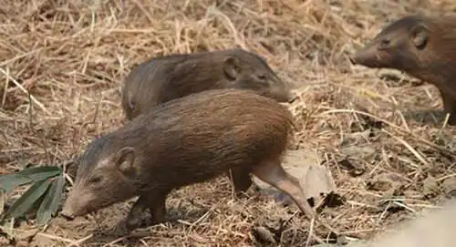 世界体型最小最罕见的"侏儒猪",一度濒临灭绝