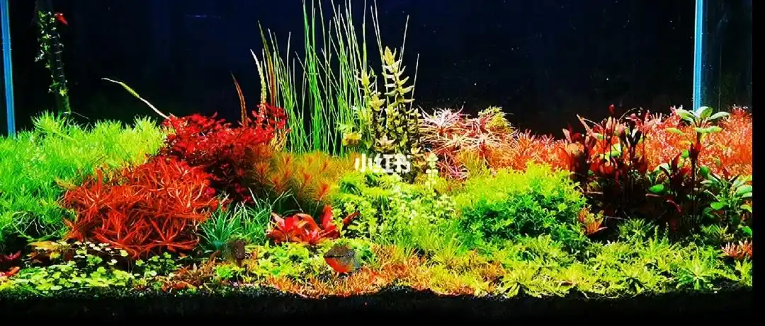 水草造景  #水草缸  #鱼缸造景