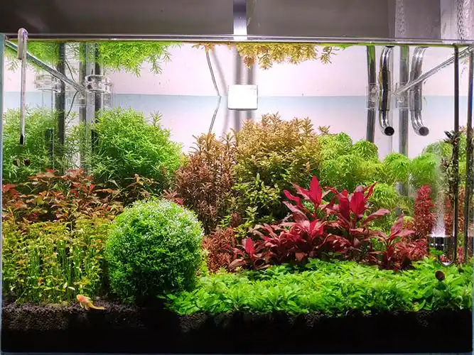60荷兰景草缸三个月终于能看了 - 水草造景 - cta南美水族