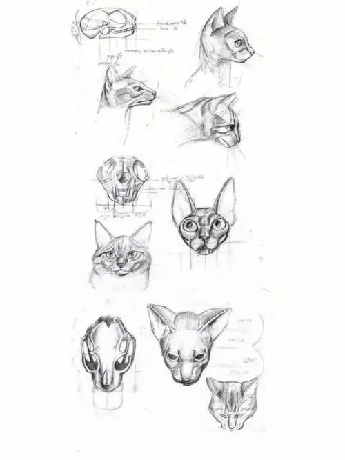 猫咪头部骨骼分析