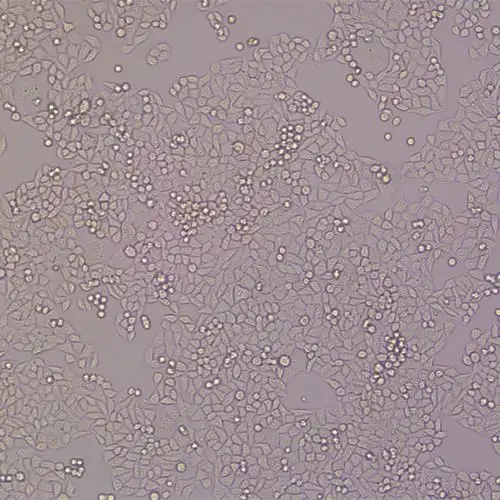 hl7702l02人肝正常细胞