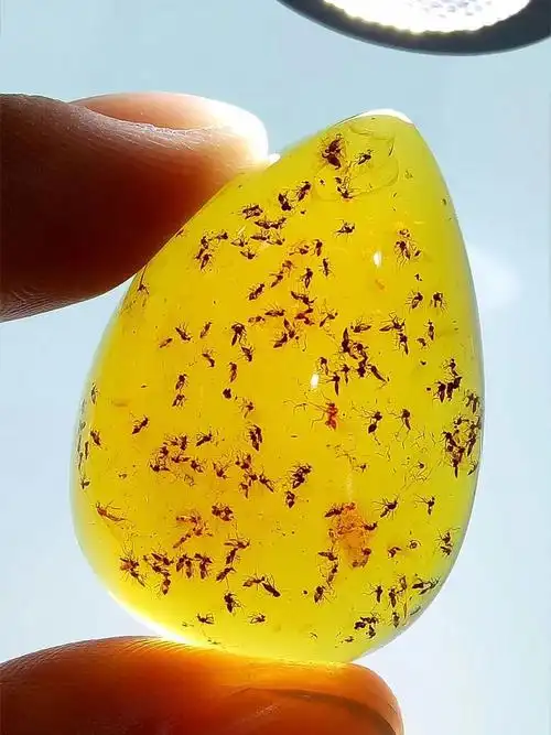 共833 件虫珀相关商品