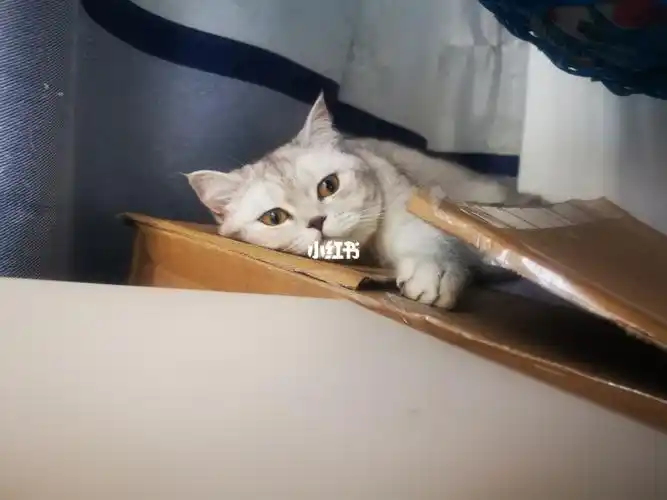 听说这里有人在卖萌