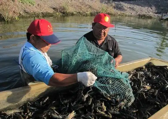 澳洲淡水龙虾成为屏东养殖新宠