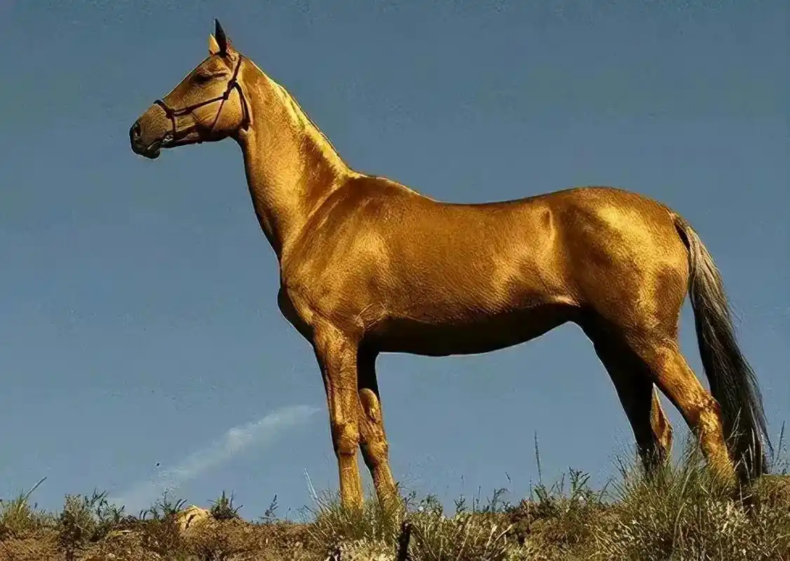 真正的汗血宝马,如下图.