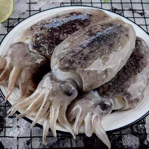 皓谦新鲜大墨鱼墨鱼墨斗鱼海捕墨鱼仔大号目鱼冷藏水产大乌贼 6两-8两