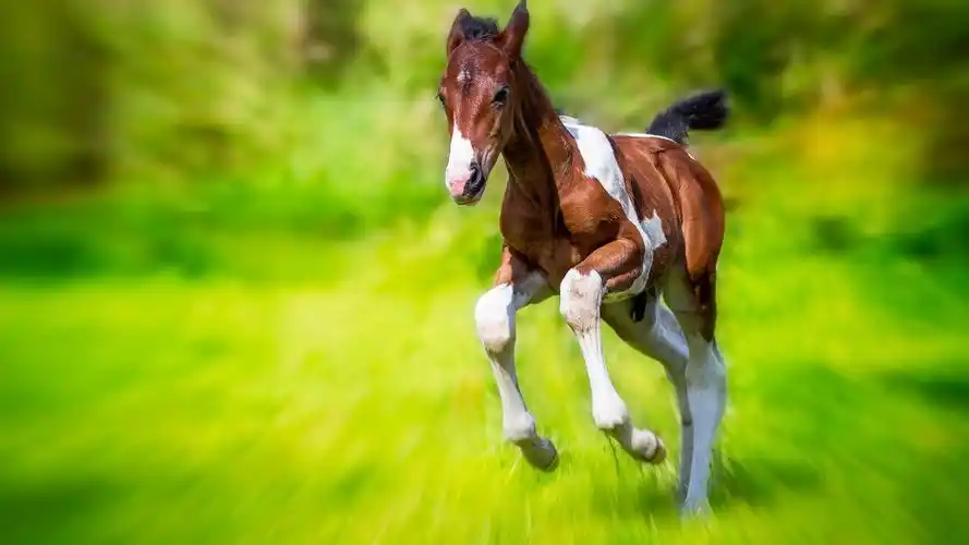 壁纸 跑马,绿草,速度