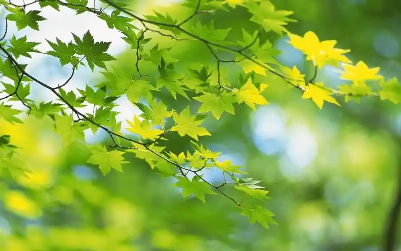 年轻的叶子,浅绿色,阳光,图片 - 真棒壁纸