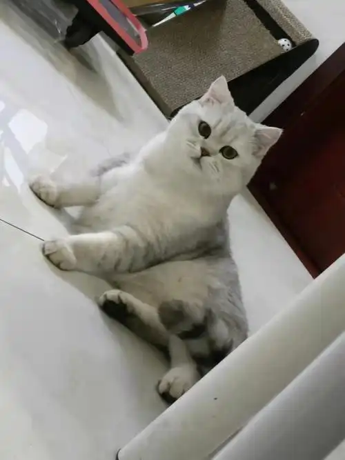 南昌银渐层求配