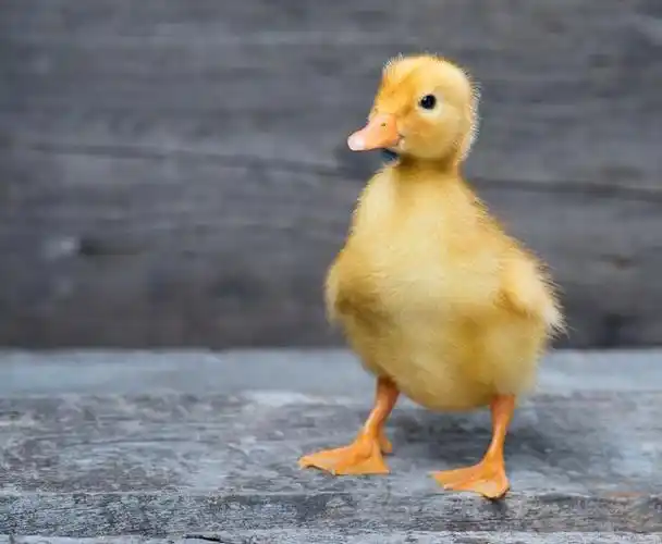 如何提高小鸭子的成活率?六个方面教你养出健康的小鸭子