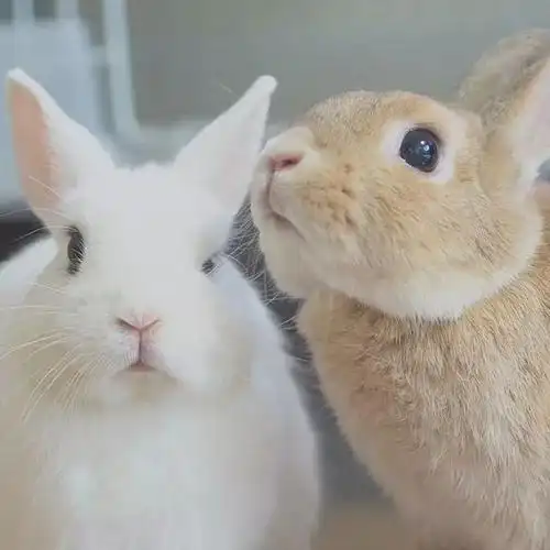 日本网友家这两只相亲相爱的兔子看着就让人心情大好