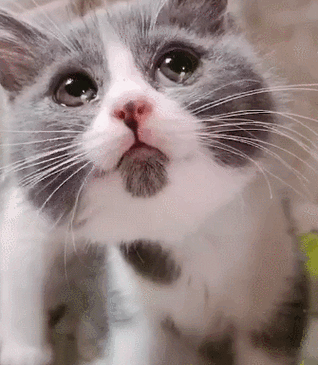 谁能看到猫咪眼里的悲伤,楚楚可怜委屈巴巴,网友:马上哄它!