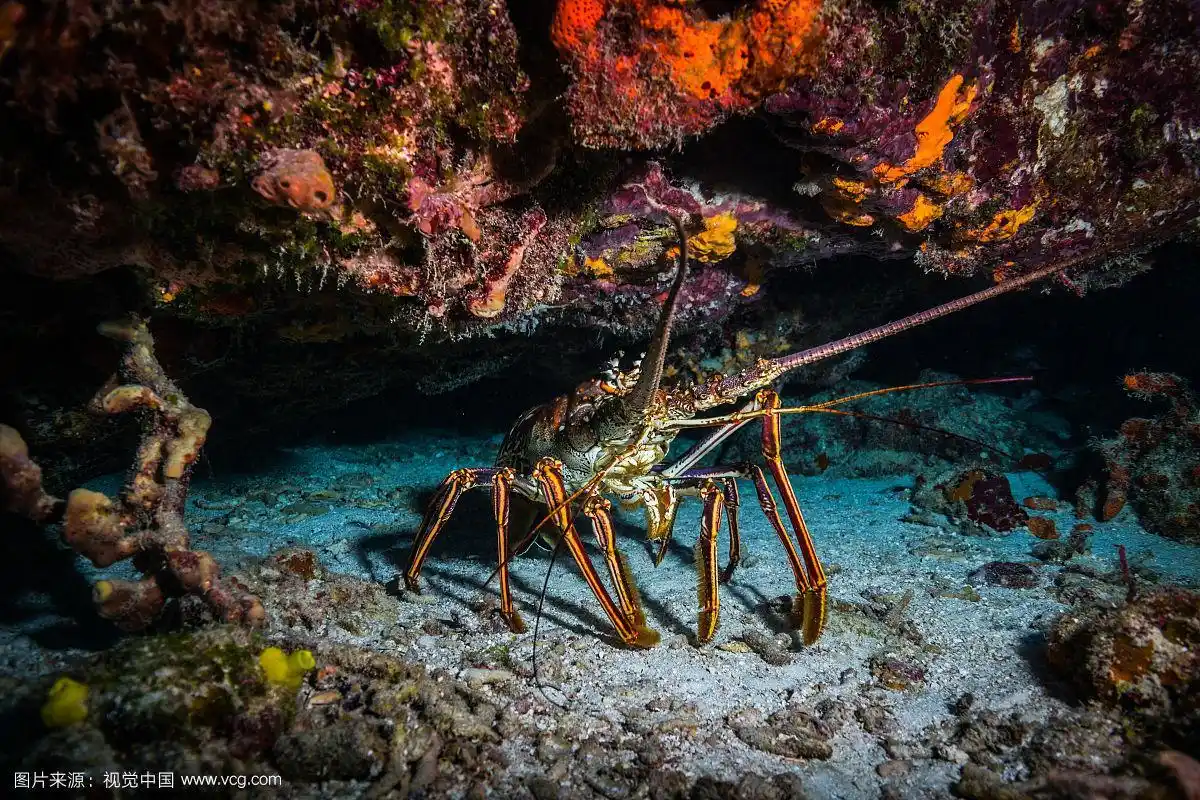海底龙虾