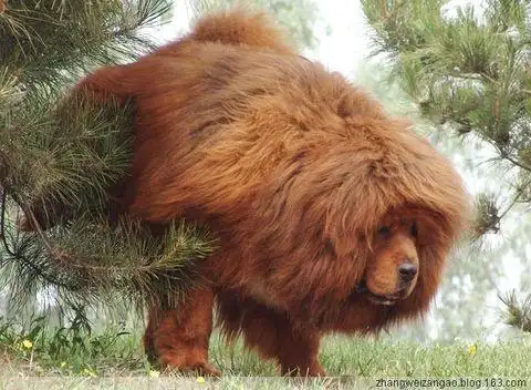 金色獒园09新秀